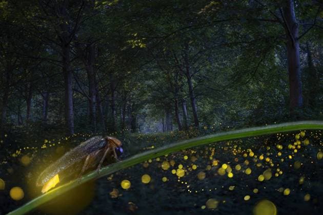 IMAGO Nature: Unsere Erde, Lichtverschmutzung in den Nächten bedroht Glühwürmchen-Populationen Long exposure done combining 3 images for the background of 30 each to capture the trais and staking of two shots for the firefly in the foreground. Shot taken at the side of the Po river in the north of Italy, San Matteo delle Chiaviche, Lombardy, Italy, Europe ÂAlbertoGhizziPanizza REDA&CO 1028_24_AGP0138