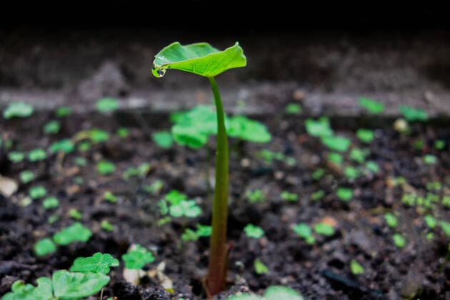 IMAGO Creative: Klimawandel - Grüne Erholung The new taro seedlings unearthed  621444796715237429