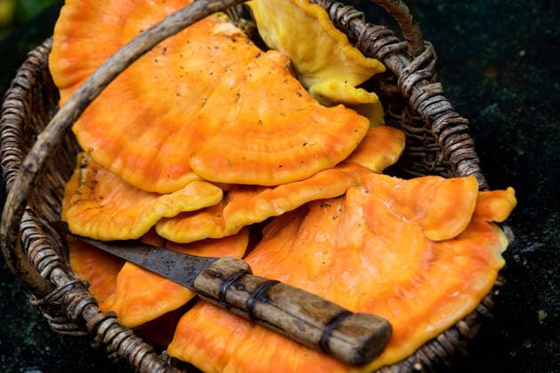 Schwefel-Porling, Schwefelporling (Laetiporus sulphureus), gesammelte Schwefelporlinge in einem Korb, Deutschland The Chicken of the Woods, Aulphur polypore, Sulphur shelf (Laetiporus sulphureus), collected sulphur polypores in a basket, Germany BLWS626528 *** Schwefel Porling, Schwefelporling Laetiporus sulphureus , collected sulphur porlings in a basket, Germany The Chicken of the Woods, Aulphur polypore, Sulphur shelf Laetiporus sulphureus , collected sulphur polypores in a basket, Germany BLWS626528 Copyright: xblickwinkel F.xHeckerx