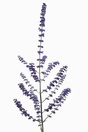  Silberperowskie (Perovskia atriplicifolia) auf weißem Grund, Deutschland, Europa *** Silver Perovskie Perovskia atriplicifolia on white background, Germany, Europe Copyright: imageBROKER/HelmutxMeyerxzurxCapellen ibxmzc05823250.jpg
