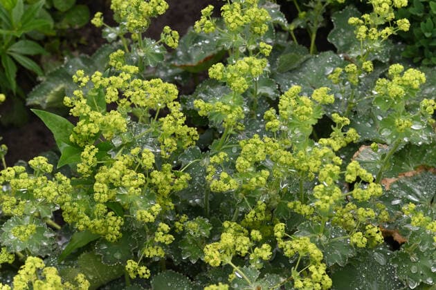 Der Frauenmantel, Alchemilla mollis, wirkt lindend bei Durchfall und Periodenschmerzen. Frauenmantel, Büren Nordrhein-Westfalen Deutschland *** The Ladys Mantle, Alchemilla mollis, has a soothing effect on diarrhoea and period pains Ladys Mantle, Büren North Rhine-Westphalia Germany