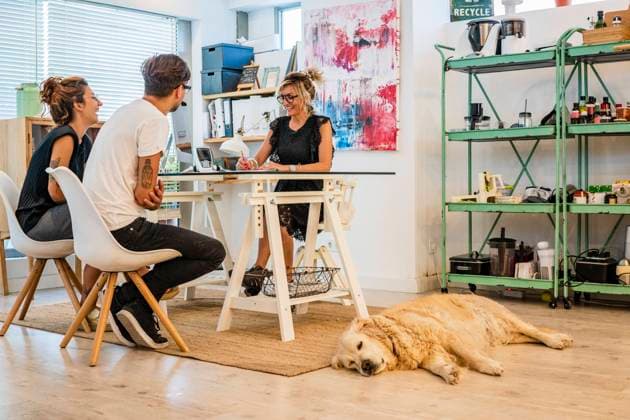 IMAGO Creative, Health, Hunde im Büro reduzieren Stress Chef and students sitting at table in cooking school model released Symbolfoto property released DLTSF01025