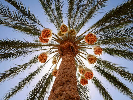 Date palm tree standing against sun KSWF02168
