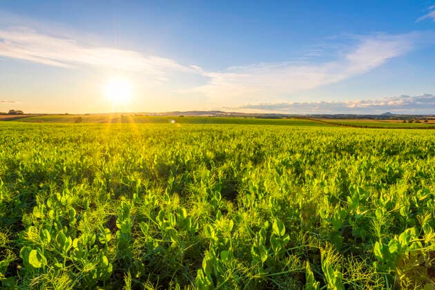 IMAGO Nature: Unsere Erde, Klimawandel, Ernährung, Pflanzen der Zukunft, Futtererbse Green pea (Pisum sativum) field at summer sunset SMAF01954