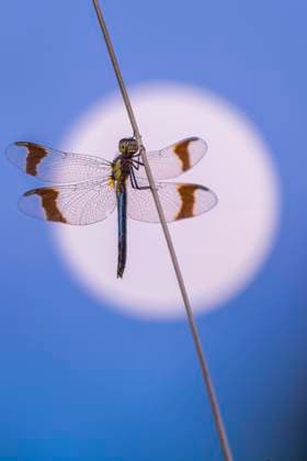 Gebänderte Heidelibelle (Sympetrum pedemontanum) an einem Grashalm vor dem Vollmond, Quakenbrück, Niedersachsen, Deutschland, Europa *** Banded Darter Sympetrum pedemontanum on a blade of grass before the full moon, Quakenbrück, Lower Saxony, Germany, Europe Copyright: imageBROKER WillixRolfes ibxwro05844796.jpg