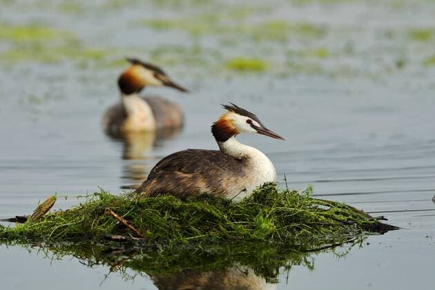 Great Crested Grebe Podiceps cristatus female sitting on nest with male in background, Rhineland Palatinate, Germany, Europe Copyright: imageBROKER/BurkhardxSauskojus ibxbsa05849128.jpg