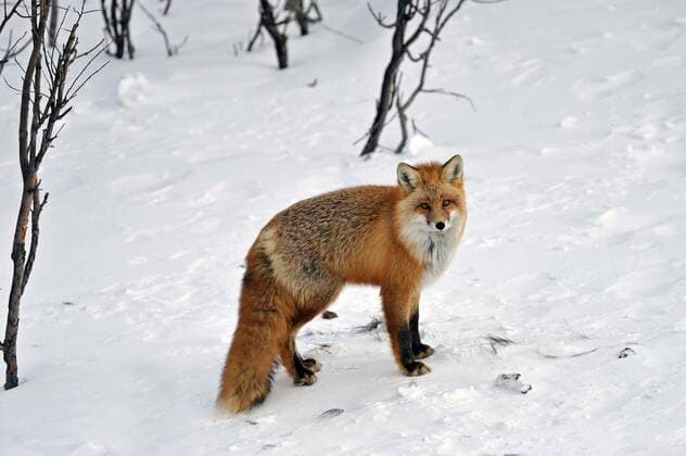 Red fox Vulpes vulpes, winter fur, snow, North Yukon, Canada, North America Copyright: imageBROKER/GerhardxKraus ibxgek04911456.jpg