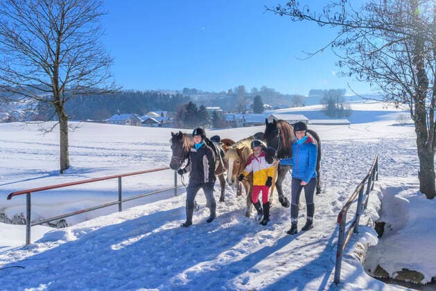 Ausreiten im winterlichen Allgäu Ausritt im verschneiten Oberallgäu nahe Sulzberg an einem eisig kalten Januarmorgen. Drei Amazonen genießen die herrliche Natur hoch zu Roß. Reiterinnen führen ihre Pferde am Zügel Sulzberg Bayern Deutschland *** Riding out in the wintery Allgäu Riding out in the snowy Oberallgäu near Sulzberg on an icy cold January morning Three Amazons enjoy the wonderful nature high on horseback Riders lead their horses on the reins Sulzberg Bavaria Germany