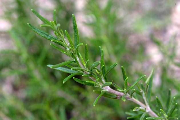 27.08.2020, Kurpark in Bad Wörishofen, Im Sebastian-Kneipp-Garten: Rosmarin-Pflanze (Rosmarinus officinalis) 27.08.2020, Bad Wörishofen Kurpark 27.08.2020, Bad Wörishofen Kurpark *** 27 08 2020, Kurpark in Bad Wörishofen, In the Sebastian Kneipp Garden Rosemary Plant Rosmarinus officinalis 27 08 2020, Bad Wörishofen Kurpark 27 08 2020, Bad Wörishofen Kurpark