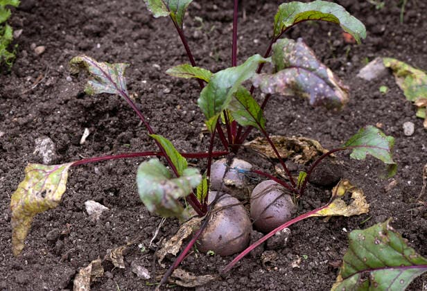 27.08.2020, Kurpark in Bad Wörishofen, im Gemüsegarten: Rote Rüben (Beta Vulgaris) 27.08.2020, Bad Wörishofen Kurpark 27.08.2020, Bad Wörishofen Kurpark *** 27 08 2020, Spa gardens in Bad Wörishofen, in the vegetable garden Beta Vulgaris red beets 27 08 2020, Bad Wörishofen spa gardens 27 08 2020, Bad Wörishofen spa gardens