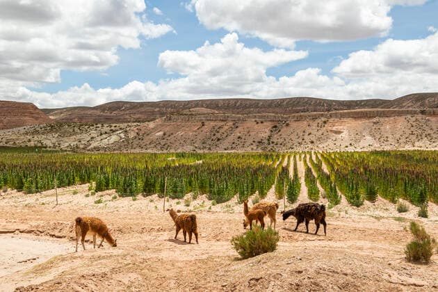 IMAGO Nature: Unsere Erde, Klimawandel, Ernährung, Pflanzen der Zukunft, Quinoa Llamas (Lama glama) grazing on a quinoa plantation; Nor Lipez Province, Potosi Department, Bolivia  Copyright: PeterxLanger 13612675