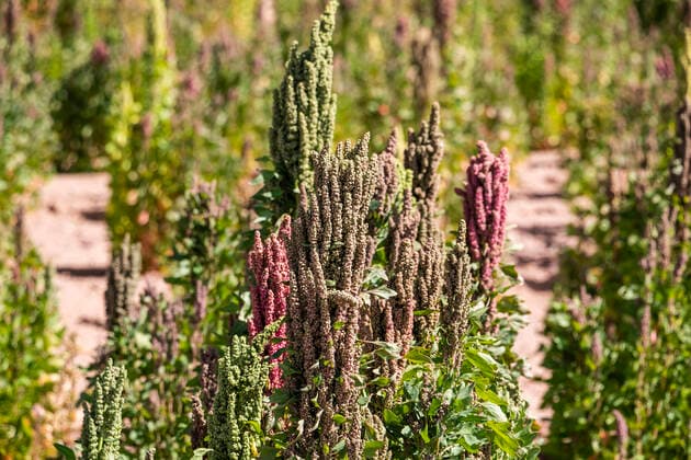 IMAGO Nature: Unsere Erde, Klimawandel, Ernährung, Pflanzen der Zukunft, Quinoa Quinoa plantation; Nor Lipez Province, Potosi Department, Bolivia  Copyright: PeterxLanger 13612677