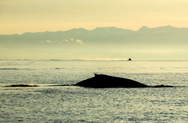 Silhouette of humpback whale surfacing in the Pacific Ocean; Homer, Alaska, United States of America  Copyright: JimxLavrakas 33294240