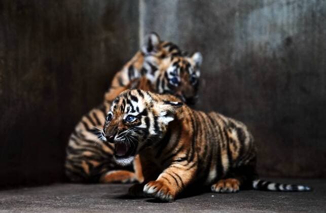 Bilder des Jahres 2020, Entertainment 08 August Entertainment Themen der Woche KW35 Entertainment Bilder des Tages (200828) -- SHANGHAI, Aug. 28, 2020 -- South China Tiger cubs are seen at Shanghai Zoo in east China s Shanghai, Aug. 28, 2020. The zoo has launched a naming campaign among the public to name the four female tiger cubs which were born on July 4, 2020. ) CHINA-SHANGHAI-ZOO-TIGER CUBS (CN) ZhangxJiansong 