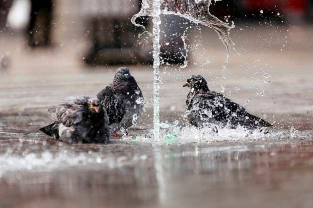 Tauben kühlen sich an einem Brunnen am Kölner Hauptbahnhof. Köln, 27.08.2020 *** Pigeons cool themselves at a fountain at Cologne Central Station, 27 08 2020 Foto:xC.xHardtx xFuturexImage