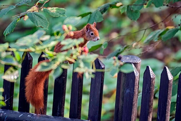 Tiere. Eurasisches Eichhörnchen ( Sciurus vulgaris ). 20200814MIC0183 *** Animals Eurasian squirrel Sciurus vulgaris 20200814MIC0183