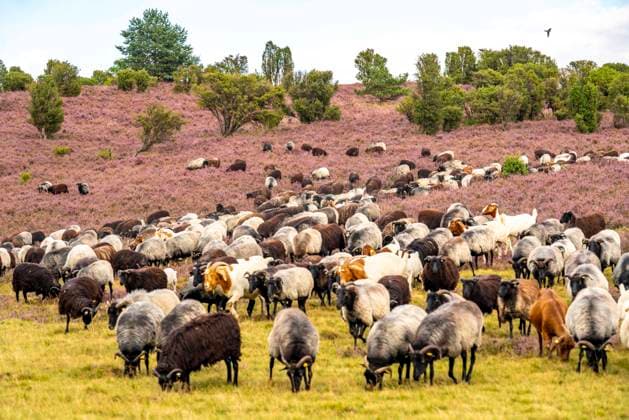 Heidschnucken Herde, in der Lüneburger Heide, bei Niederhaverbeck, Heideblüte der Besenheide, im Naturschutzgebiet Lüneburger Heide, Niedersachsen, Deutschland, Heidschnucken *** Heidschnucken herd, in the Lüneburg Heath, near Niederhaverbeck, heather bloom of the Besenheide, in the nature reserve Lüneburg Heath, Lower Saxony, Germany, Heidschnucken