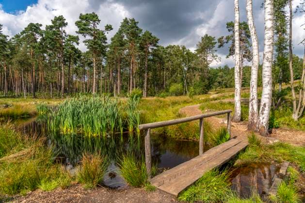 Der Büsenbach, im Büsenbachtal, Naturschutzgebiet Lüneburger Heide, Niedersachsen, Deutschland, Lüneburger Heide *** The Büsenbach, in the Büsenbach Valley, Lüneburg Heath Nature Reserve, Lower Saxony, Germany, Lüneburg Heath