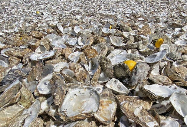 01 09 2020, xsvx, Travel Architecture, France Cancale emspor, v l Empty oyster shells in Cancale Cancale