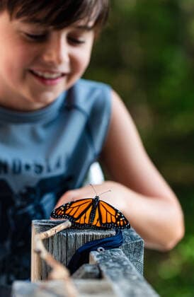 Young boy looking at a monarch butterfly resting on a deck railing. Kingston, ON, Canada CR_DOHO200904I-485077-01 ,model released, Symbolfoto