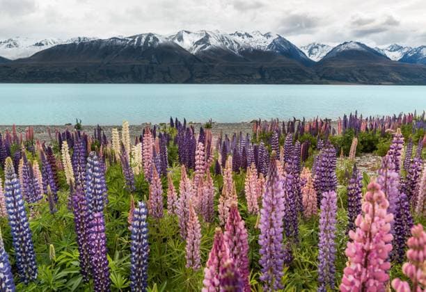 Lupine, nature, no people, landscape, flowers, lakes, mountains, summer, outdoors, tourism, colors, waters, scenic, wood, wild, beautiful, plants, lawns, comfortable weather, dry meadows, new zealand, horizontal painting, Lu Binghua, snow-capped mountains  747585898841112581