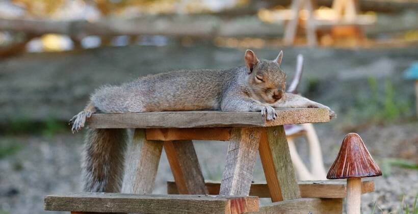 A mother became depressed during lockdown, so set up a real-life squirrel cafÃ . Kristen Flagg, 47, from Norwich, Connecticut, became down under quarantine, so started taking pictures of the little animals that visited her backyard. Soon, she had her husband building mini props to complete the cafÃ scene and ?Rosie s CafÃ ? was born - and squirrels, rabbits, chipmunks and birds began to visit. Kristen explains: My little cafÃ started because after being at my same job for 24 years for the first time ever I was no longer able to go to work due to quarantine. I have a husband named David and a 15-year-old son Hunter, and was feeling rather depressed and developing anxiety, especially since all we were hearing about was all Copyright: xx 40843851 EDITORIAL USE ONLY. NOT FOR USE BY NEWSPAPERS BASED IN THE UK.