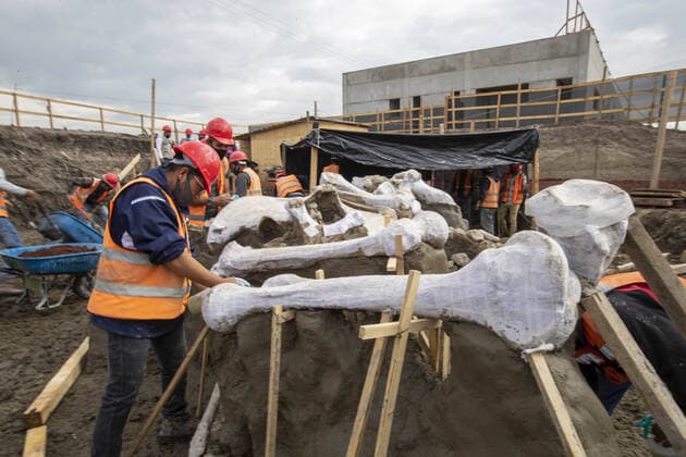 (200911) -- MEXICO CITY, Sept. 11, 2020 -- Archeologists excavate bones of mammoth skeletons found at the construction site of the new Felipe Angeles International Airport in Mexico City, Mexico, Sept. 10, 2020. (Photo by Ricardo Flores Xinhua) MEXICO-MEXICO CITY-MAMMOTH SKELETONS-DISCOVERY XinxYuewei 