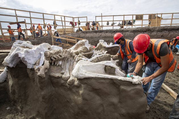(200911) -- MEXICO CITY, Sept. 11, 2020 -- Archeologists excavate bones of mammoth skeletons found at the construction site of the new Felipe Angeles International Airport in Mexico City, Mexico, Sept. 10, 2020. (Photo by Ricardo Flores Xinhua) MEXICO-MEXICO CITY-MAMMOTH SKELETONS-DISCOVERY XinxYuewei 