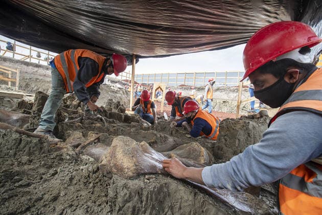 (200911) -- MEXICO CITY, Sept. 11, 2020 -- Archeologists excavate bones of mammoth skeletons found at the construction site of the new Felipe Angeles International Airport in Mexico City, Mexico, Sept. 10, 2020. (Photo by Ricardo Flores Xinhua) MEXICO-MEXICO CITY-MAMMOTH SKELETONS-DISCOVERY XinxYuewei 
