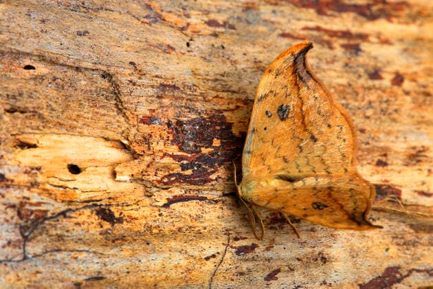 Heller Sichelfluegler, Birkensichler, Birken-Sichler, Gemeiner Sichelfluegler, Weiden-Sichelspinner, Weidensichelspinner, Weisser Sichelfluegler (Drepana falcataria), on wood, Deutschland pebble hook-tip (Drepana falcataria), auf Holz, Germany BLWS628511 *** Light Sicklewing, Birch Sicklewing, Birch Sicklewing, Common Sicklewing, Willow Sicklewing, Willow Sicklewing, White Sicklewing Drepana falcataria , on wood, Germany pebble hook tip Drepana falcataria , on wood, Germany BLWS628511 Copyright: xblickwinkel H.xSchmidbauerx