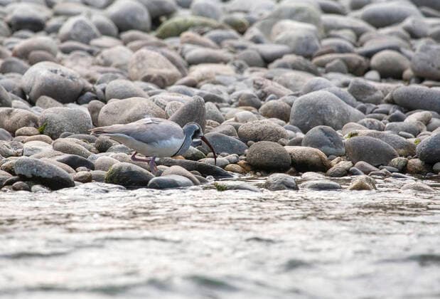 IMAGO Nature: Unsere Erde, Tiere, Tierische Meister der Tarnung Ibisschnabel, Ibis-Schnabel (Ibidorhyncha struthersii), auf Nahrungssuche im Flussbett eines breiten Flusses an den Auslaeufern des Himalaya, Indien, Himalaja, ibis bill (Ibidorhyncha struthersii), adult foraging on the shore of a riverbank of a wide river in foothills of Himalayas, India, Himalaya, BLWS628980 *** Ibis beak, Ibis beak Ibidorhyncha struthersii , foraging in the riverbed of a wide river at the foothills of the Himalayas, India, Himalayas, ibis bill Ibidorhyncha struthersii , adult foraging on the shore of a riverbank of a wide river in foothills of Himalayas, India, Himalaya, BLWS628980 Copyright: xblickwinkel AGAMI M.xGuytx
