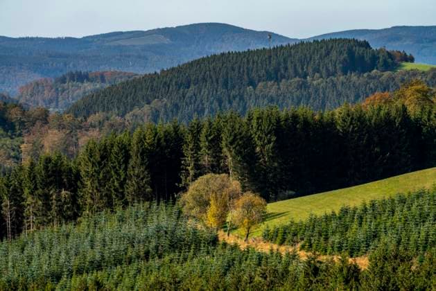 Commercial forest, landscape in the Sauerland, Hochsauerlandkreis, NRW, Germany Hochsauerlandkreis