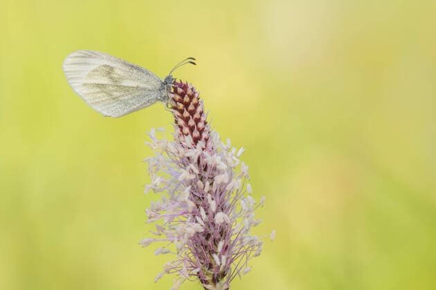 Senfweissling, Senf-Weissling, Tintenfleck-Weissling, Tintenfleck (Leptidea sinapis), sitzt an einem Wegerich, Deutschland, NRW wood white butterfly, wood white (Leptidea sinapis), sitting at plantain, Germany, North Rhine-Westphalia BLWS629186 *** Mustard white, mustard white, ink spot white, ink spot Leptidea sinapis , sitting at plantain, Germany, NRW wood white butterfly, wood white Leptidea sinapis , sitting at plantain, Germany, North Rhine Westphalia BLWS629186 Copyright: xblickwinkel AGAMI W.xLeursx