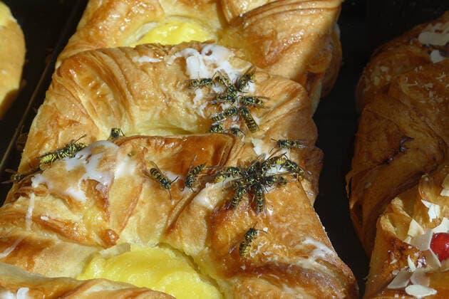 Wespen auf Plundergebäck in einer Bäckerei-Auslage in Kassel-Wilhelmshöhe. *** Wasps on Danish pastry in a bakery display in Kassel Wilhelmshöhe