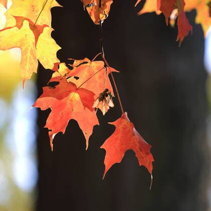Maple leaves in the Royal Botanical Gardens of Canada  804607911891435531