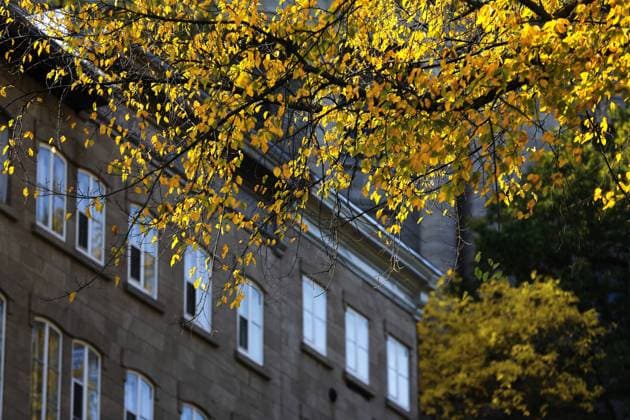 In the tourist town of Quebec, Canada, in late autumn, the leaves on both sides of the street are yellow.  804968680554364972