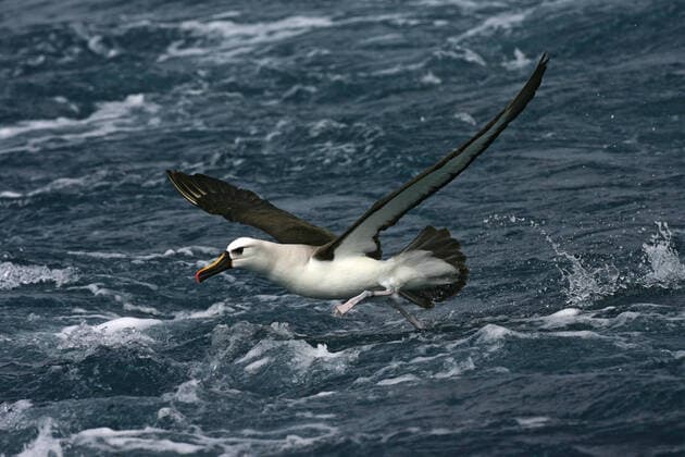 Gelbnasenalbatros, Gelbnasen Albatros Thalassarche chlororhynchos , Alto-bird takes off from the sea, Tristan da Cunha Atlantic yellow nosed albatross Thalassarche chlororhynchos , flying low over southern Atlantic ocean, taking off from the surface, Tristan da Cunha BLWS629445 Copyright: xblickwinkel AGAMI M.xGuytx