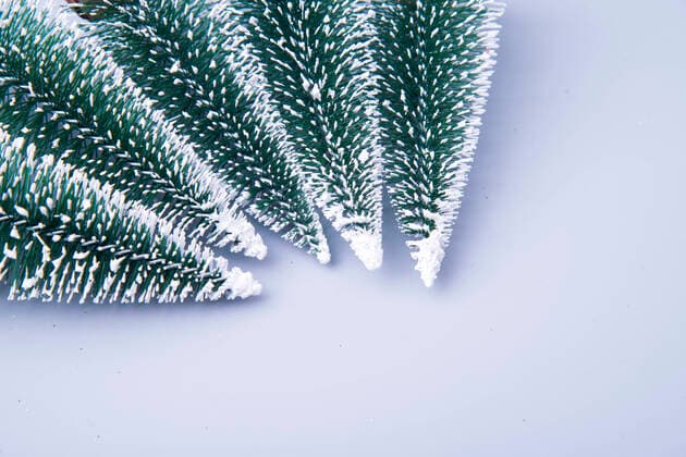 Local close-up of small Christmas tree cedar ornaments  825809356523175988