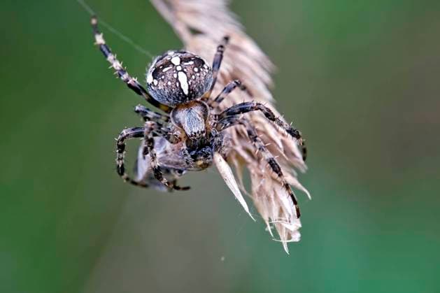 Spinnentiere. Gartenkreuzspinne ( Araneus diadematus ). 20200903MIC0933_2 *** Arachnids Garden spider Araneus diadematus 20200903MIC0933 2