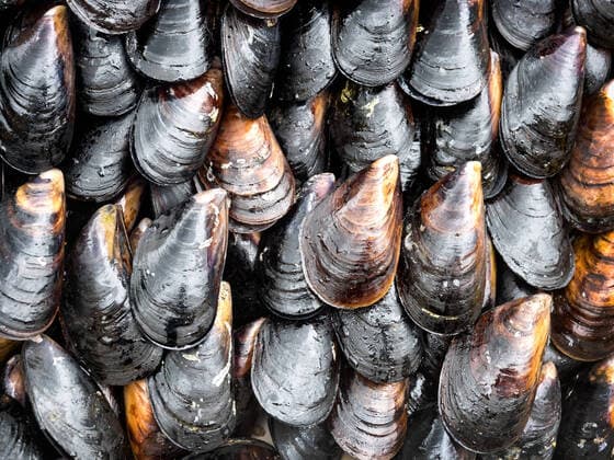 IMAGO Creative: UN Welt-Habitat-Tag am 3. Oktober Fresh Mussels ready to cook Fresh Mussels ready to cook  Copyright: xfrankixx 13864666