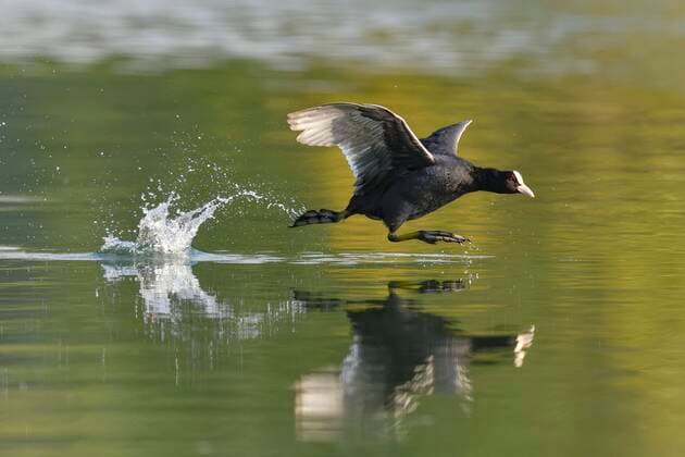 Coot Fulica atra , Old animal running over water, Lake Lucerne, Canton Lucerne, Switzerland, Europe Copyright: imageBROKER/StefanxHuwiler ibxshu05800445.jpg