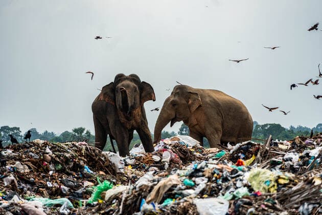 **MANDATORY CREDIT: Tharmaplan Tilaxan Cover Images** These harrowing images of elephants foraging for food on a Sri Lankan garbage facility were captured by Tharmaplan Tilaxan, a Jaffna-based photographer. Elephants normally travel over 30 km per day and seed up to 3500 new trees a day. For the Oluvhil Palakadhu elephants many things have changed and their changed behavior will change our landscape. Tharmapalan Tilaxan has observed this open garbage dump amidst the jungles of the Eastern Province for many months and documented the hazards this poses to the local elephant population. He explains the scenes in his own words: In the eastern province, a herd of wild elephants have picked up a peculiar and sad habit: Since of late, th Copyright: xx 40905408 EDITORIAL USE ONLY. NOT FOR USE BY NEWSPAPERS BASED IN THE UK.