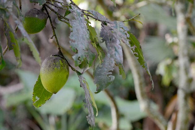 Black Sapote or chocolate pudding fruit Black Sapote or chocolate pudding fruit growing on a tree  Copyright: xftlaudgirlx 13892764