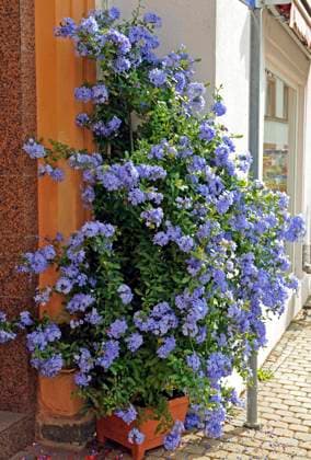 Zartblau bluehender Bleiwurz oder Plumbago als Topfpflanze aan einem Hauseingang Plumbago *** Pale blue flowering plumbago or Plumbago as a potted plant at a house entrance Plumbago