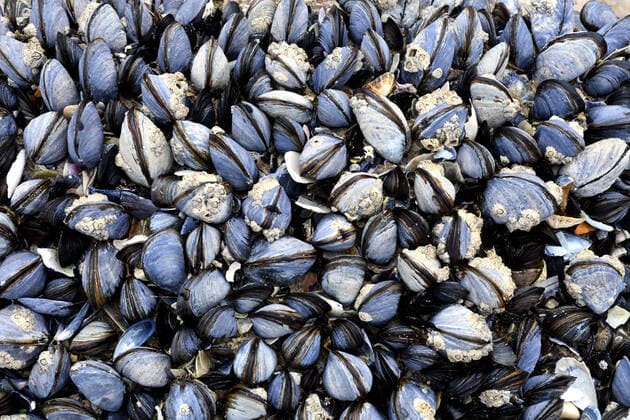 Common mussel, Edible mussel Mytilus edulis , Mussel bank at low tide on the beach, France, Brittany, Côtes dArmor blue mussel, bay mussel, common mussel, common blue mussel Mytilus edulis , mussel bed at ebb tide on the beach, France, Brittany, Côtes dArmor BLWS629854 Copyright: xblickwinkel D.xMaehrmannx