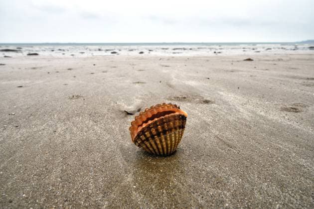 Edible cockle, Common cockle Cardium edule, Cerastoderma edule , is located on the beach at low tide and wants to bury itself in the sand, France, Brittany, Côtes dArmor, Pléneuf Val André common cockle, common European cockle, edible cockle Cardium edule, Cerastoderma edule , lying at ebb tide on the beach, France, Brittany, Côtes dArmor, Pléneuf Val An Copyright: xblickwinkel D.xMaehrmannx