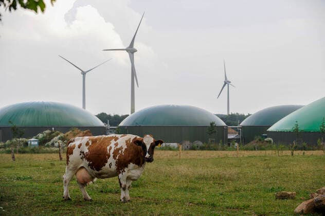 IMAGO Nature: Unsere Erde, Energiequellen, Biomasse Germany biogas plant GERMANY Schleswig Holstein, Wind turbine and Biogas plant , milk cow *** DEUTSCHLAND , Enercon Windraeder und Biogasanlage zur Stromerzeugung und Waermeerzeugung, Milchkuh mit vollem Euter Schleswig-Holstein Germany