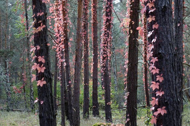Pine trees and wild wine Pine trees and wild wine, 10 10 2020, Borkwalde, Brandenburg, Wild wine climbing up pine trees