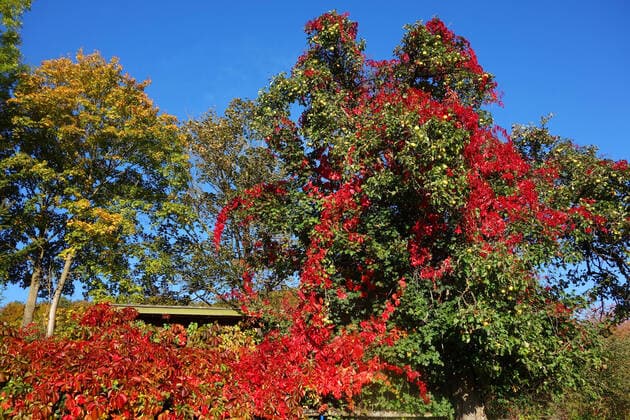 Autumnal mood Holzhausen, Germany, DEU, GER, 11 10 2020 Colourful and colourful autumn with blue skies Wild wine conquers an apple tree