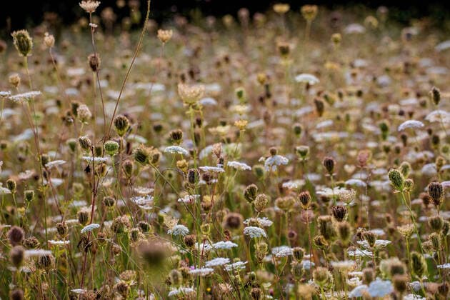 Wilde Moehre (Daucus carota), bluehend und Fruchtstaende in extensiv genutzer Wiese, Deutschland, Bayern Queen Anne s lace, wild carrot (Daucus carota), blooming and fruiting in an extensive used meadow, Germany, Bavaria BLWS630403 *** Wild Moor Daucus carota, blooming and fruiting in an extensive used meadow, Germany, Bavaria Queen Anne s lace, wild carrot Daucus carota, blooming and fruiting in an extensive used meadow, Germany, Bavaria BLWS630403 Copyright: xblickwinkel A.xHartlx
